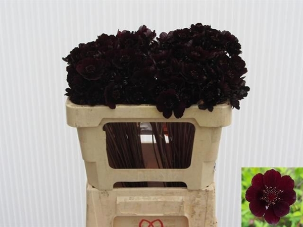COSMOS BLACK BEAUTY 50CM