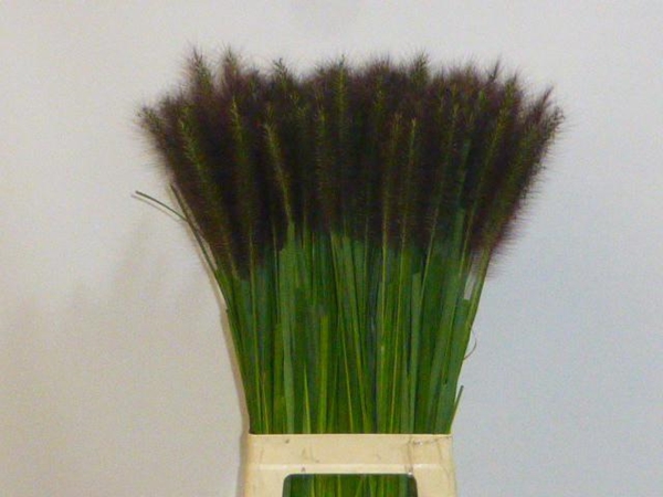PENNISETUM BLACK MAGIC