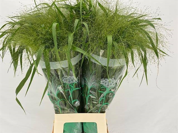 PANICUM VERT $$$