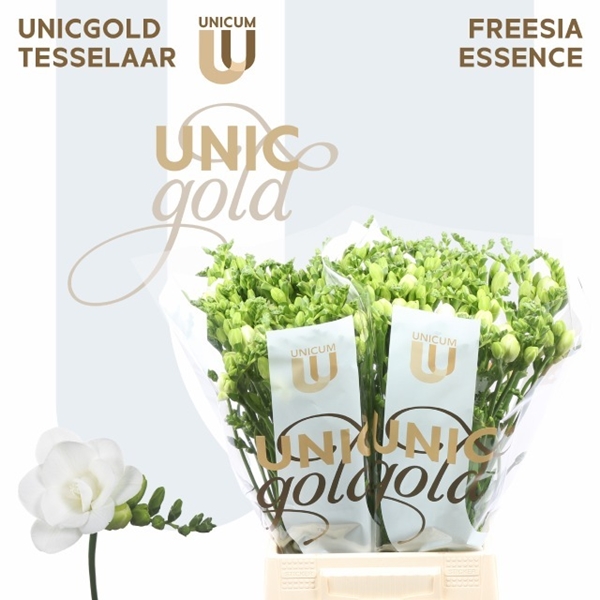 FREESIA ESSENCE $$$