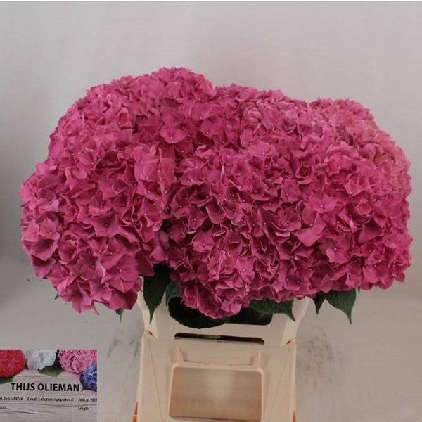 HORT. RODEO CERISE 60 $$$