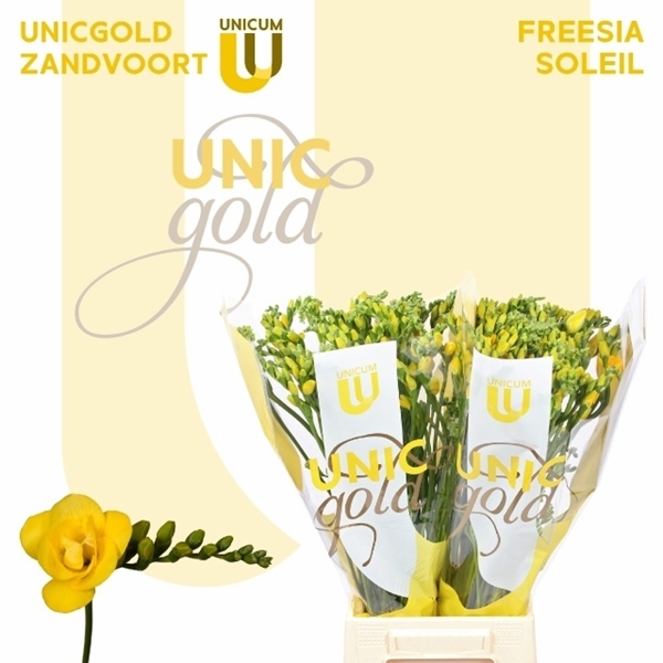 FREESIA JAUNE $$$
