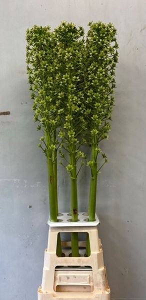 EUCOMIS GOLIATH 120CM