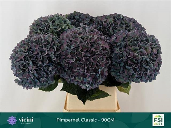 HORT. PIMPERNEL CL 90 $$$