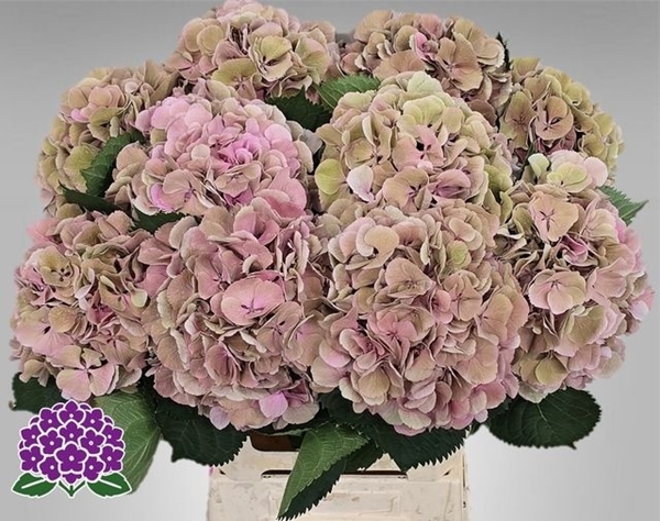 HORT. ELBTAL CLASSIC 60CM