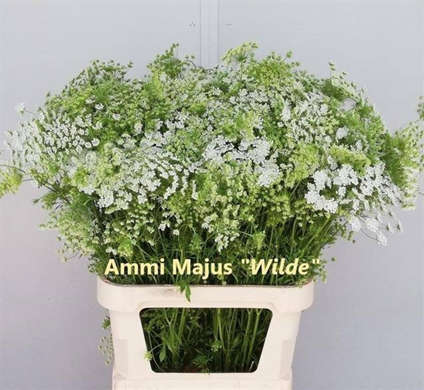 DILLE MAJUS BLANC 90CM