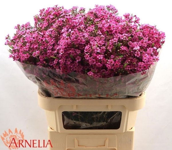 WAX ROMI ROSEIUM XANADU 80CM