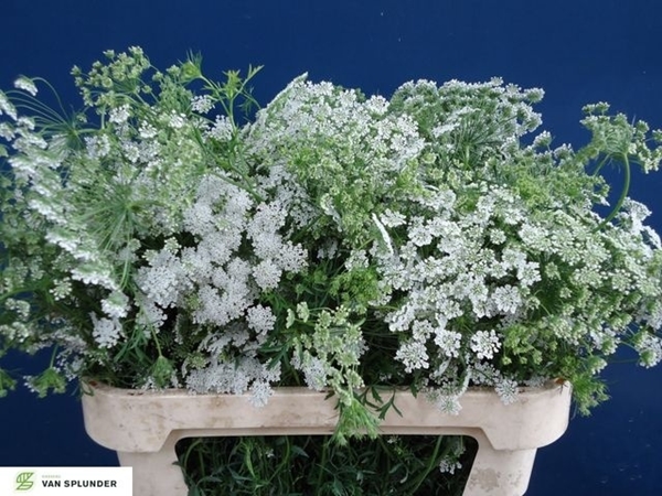 DILLE MAJUS BLANC 75CM