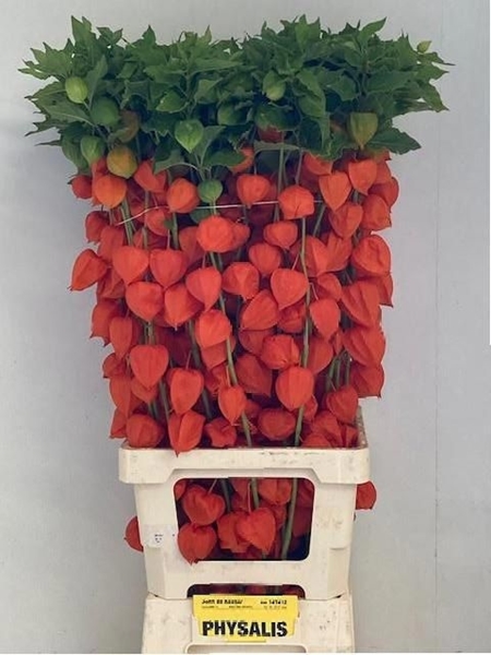 PHYSALIS ORANGE 90 $$$