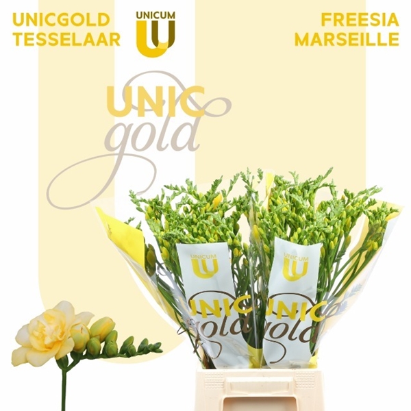 FREESIA MARSEILLE $$$