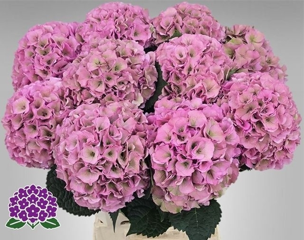 HORT. ROYAL PALACE CLASSIC 60CM