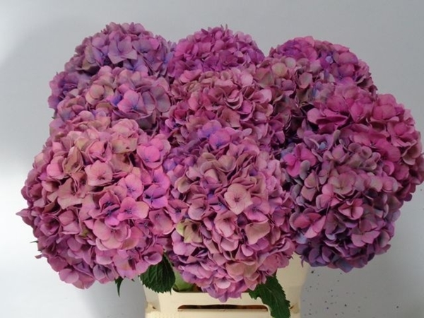 HORT. ROYAL VENICE CLASSIC 60CM