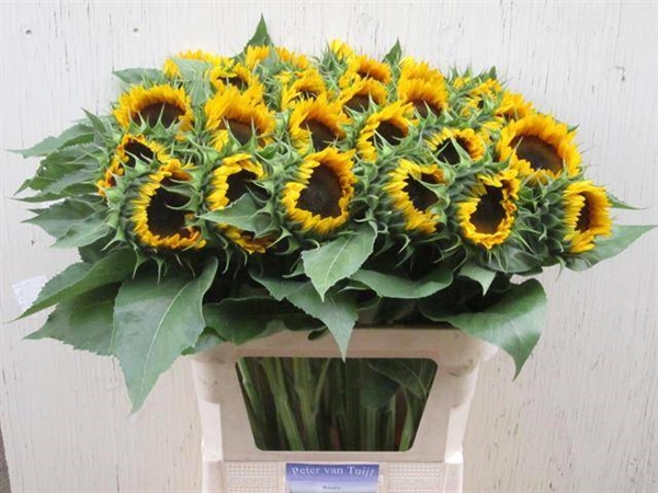 TOURNESOL SUNRICH ORANGE 80CM