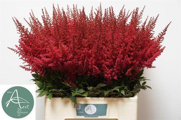 ASTILBE PAUL GAARDER 70CM