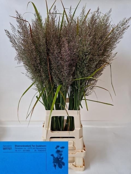 CALAMAGROSTIS BRACHY 90CM A1