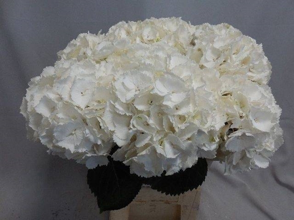 HORT. BLANC 60 $$$