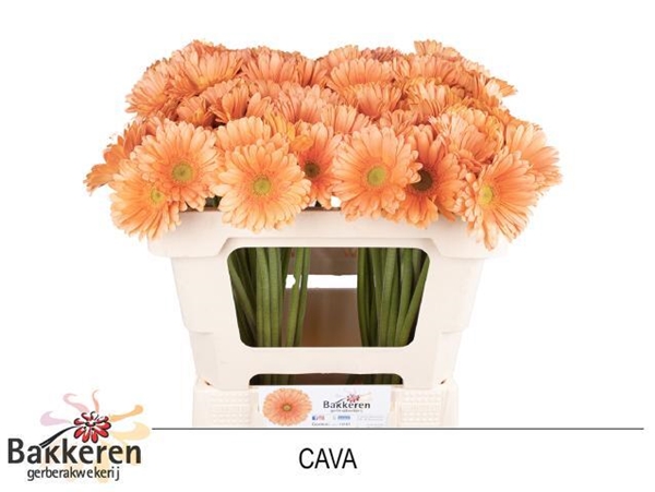 GERMINI AQUA X20 CAVA