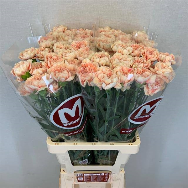 OEILLET LADY PERA 65CM
