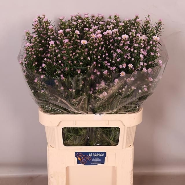 ASTER CLAUDIA 85CM