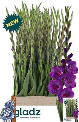 GLAIEUL DREAMY VIOLET 120CM