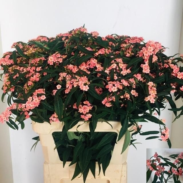 EUPHORBE FU TR PINK BARON 80CM