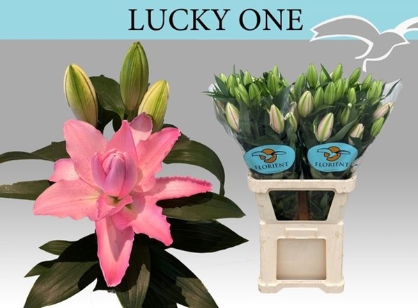 LYS OR DU LUCKY ONE 4 F+