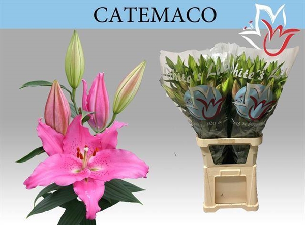 LYS OR CATEMACO 3 F+