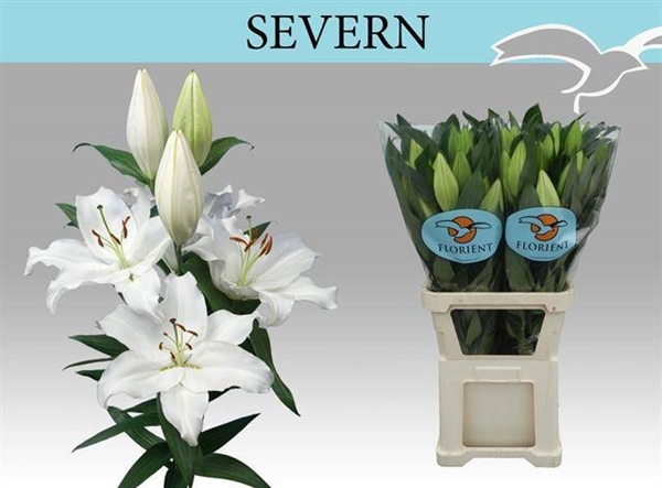 LYS OR SEVERN 3 F+