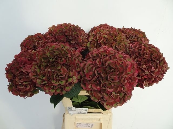 HORT. PINK RUBY CLASSIC 65CM