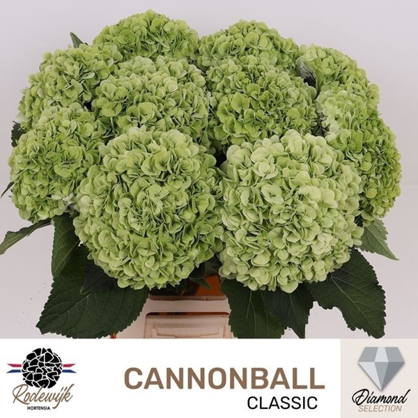 HORT. CANNONBALL CLASSIC 65 $$$