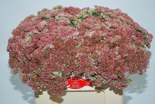 SEDUM SPECTABILE ROSE 55CM