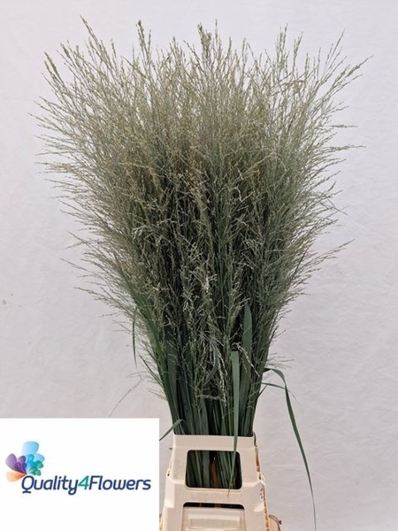 PANICUM DALLAS BLUES 130CM A1