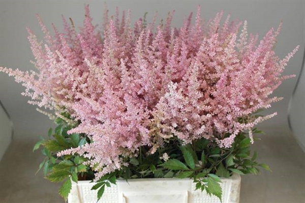 ASTILBE ERIKA 70CM