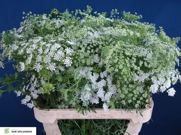 DILLE MAJUS BLANC 80CM