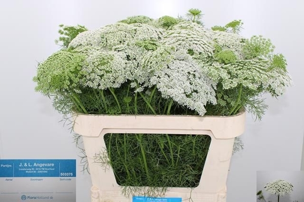 DILLE VIS CASABLANCA 75CM