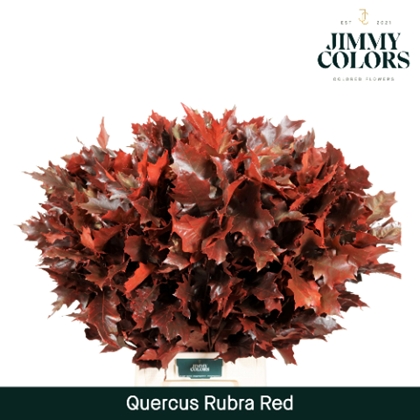 FEUIL. CHENE RUBRA KLB 80CM