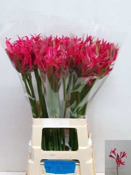 NERINE PINK SPUNKY 70CM
