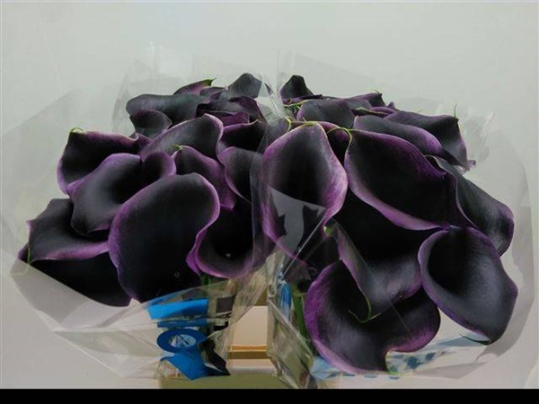 CALLA CAPTAIN CARRERA 60CM
