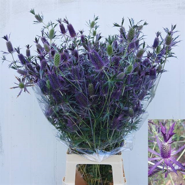 CHARDON DISCOVERY 85CM