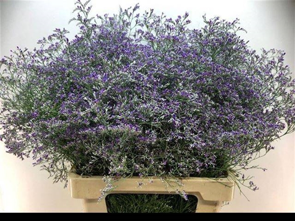 LIMONIUM OV BELTAARD 70CM 30G