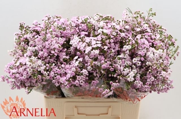 WAX ROMI ROSE UN DANC QUEEN 60CM 45G
