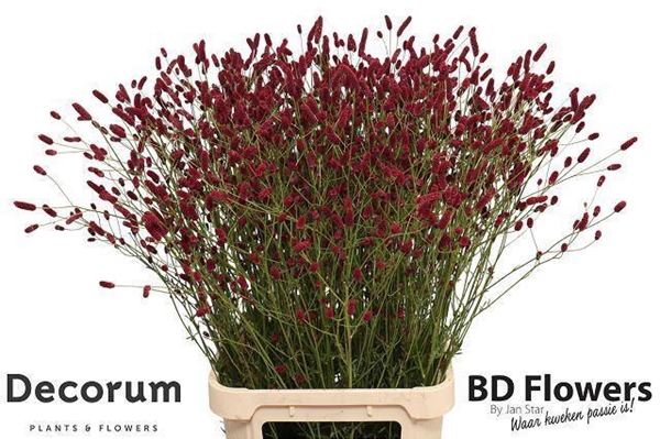 SANGUISORBA OF STRAWB DRE 100CM 33 10