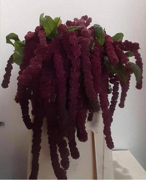 AMARANTE ROSARY 70CM BQ
