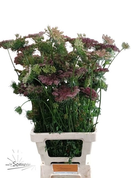 DAUCUS CAROTA DARA 80CM