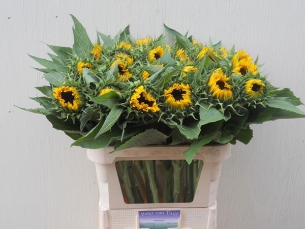 TOURNESOL SUNRICH ORANGE 80CM