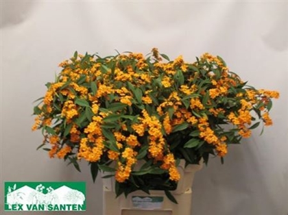 EUPHORBE FU TR SUNSTREAM 80CM