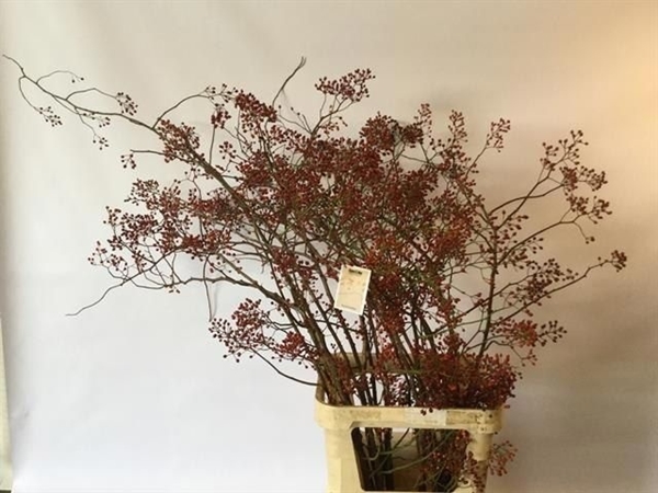 ROSENB CORALLO ROUGE 120 $$$