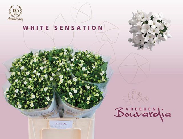 BOUVARDIA EN WHI SENSATION 50CM