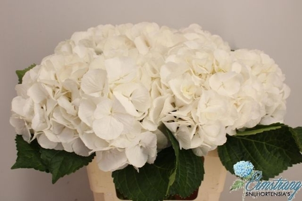 HORT. SCHNEEBALL 60CM