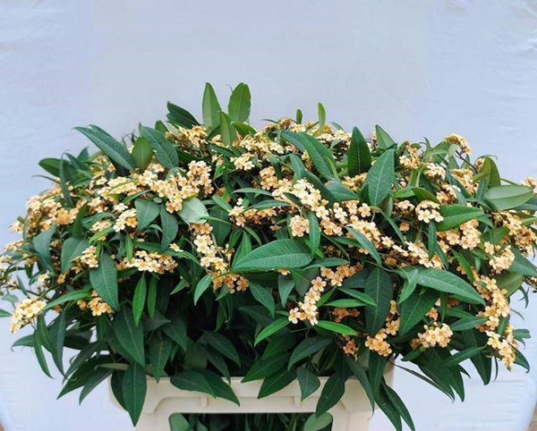 EUPHORBE TR COGNAC BARON 80CM XXL